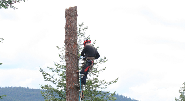 Shuswap Tree Service | 718 Maple St, Sicamous, BC V0E 2V0, Canada | Phone: (250) 675-2008