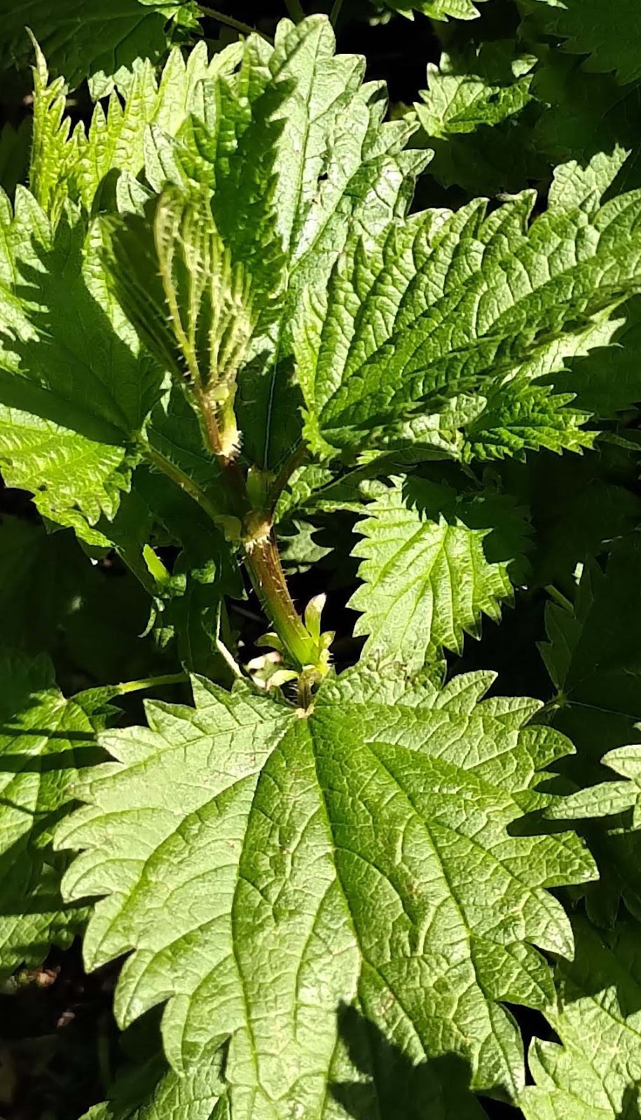 Oliver Creek Farm | 8260 Youbou Rd, Lake Cowichan, BC V0R 2G0, Canada | Phone: (250) 718-8485