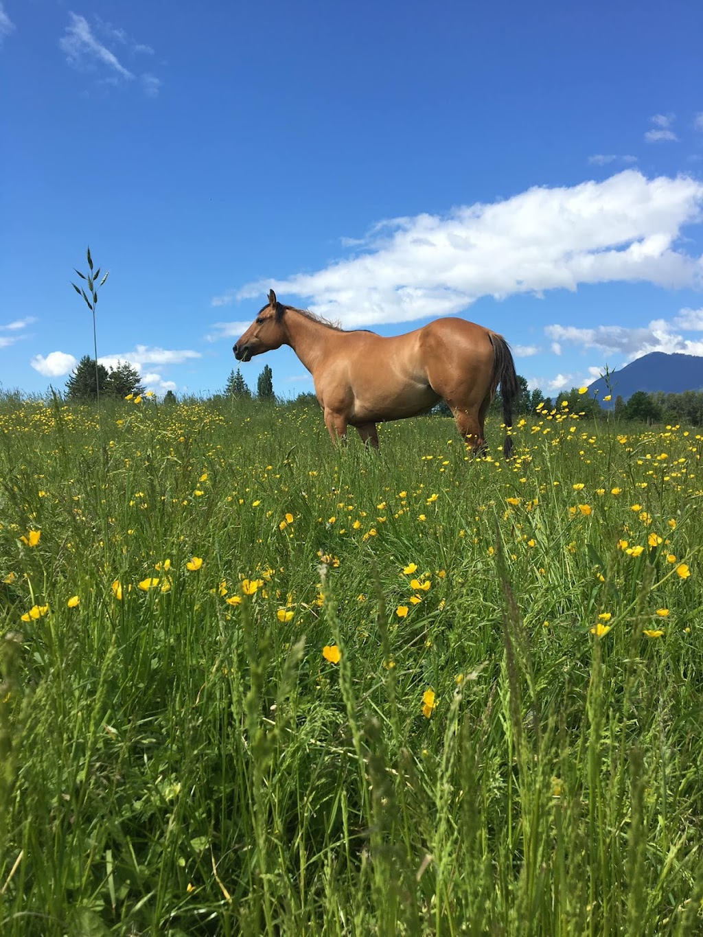 Four Horse Healing | 10885 McDonald Rd, Chilliwack, BC V2P 6H5, Canada | Phone: (604) 997-5032