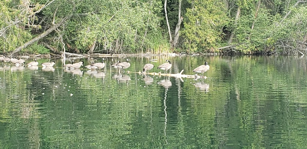 Fishing Spot At Gardom | Main Island, Columbia-Shuswap D, BC V0E, Columbia-Shuswap D, BC V0E, Canada | Phone: (250) 859-3464