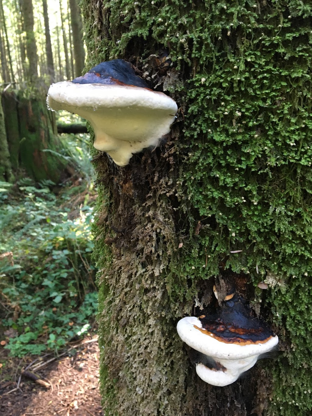 Lookout Trail | Golden Ears Pkwy, Maple Ridge, BC V0M, Canada