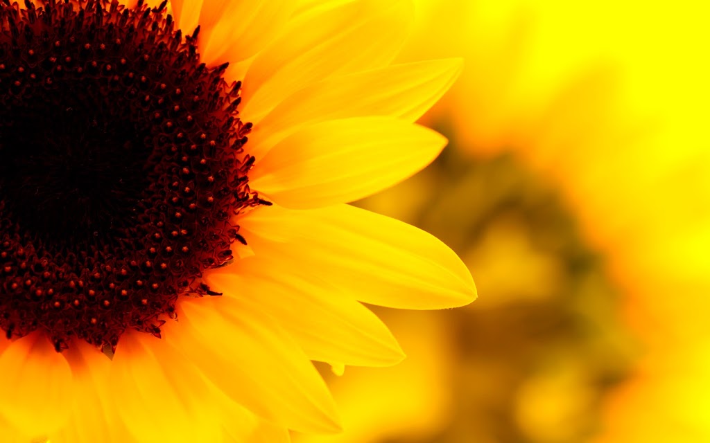 Steeltown Florist | 110-245 Kenora Ave, Hamilton, ON L8E 1C5, Canada | Phone: (289) 808-4845