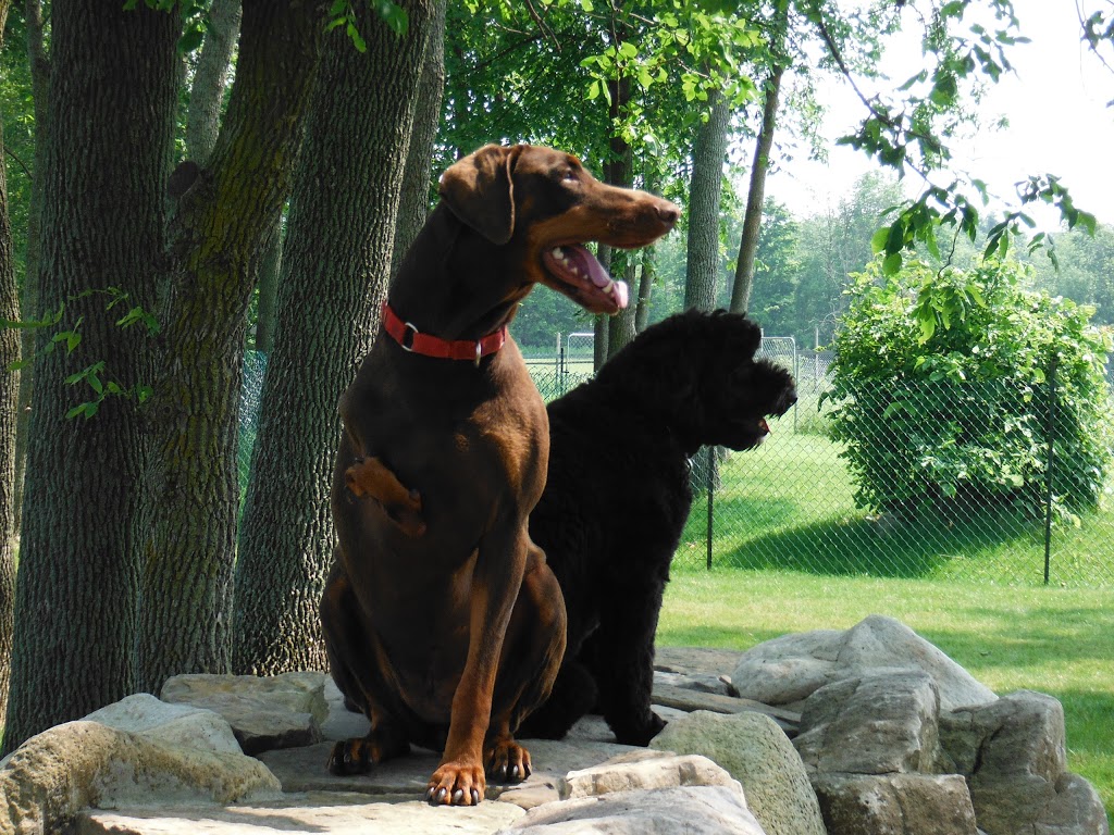Camp Canine | 12195 Fourth Line Nassagaweya, Rockwood, ON N0B 2K0, Canada | Phone: (519) 856-0355
