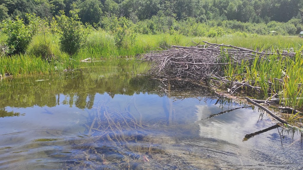 Camping Sauvage Céraro | 76 Chemin des Défricheurs, La Minerve, QC J0T 1S0, Canada | Phone: (819) 274-2314