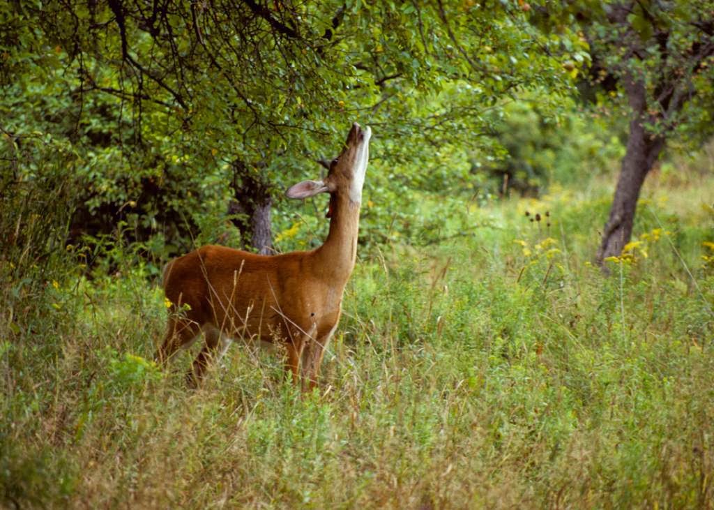Reinstein Woods Nature Preserve | 93 Honorine Dr, Depew, NY 14043, USA | Phone: (716) 683-5959