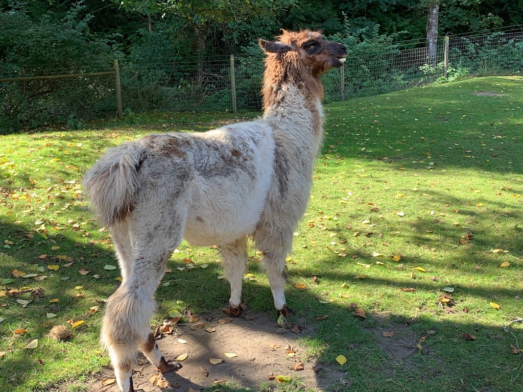 Millstream Miniature Llamas | 355 Atkins Ave, Victoria, BC V9B 3A1, Canada | Phone: (250) 478-9969