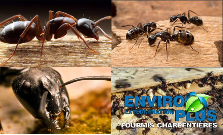 Extermination Enviro Plus | 480 Chemin Saint-Féréol, Les Cèdres, QC J7T 1M6, Canada | Phone: (514) 466-3204
