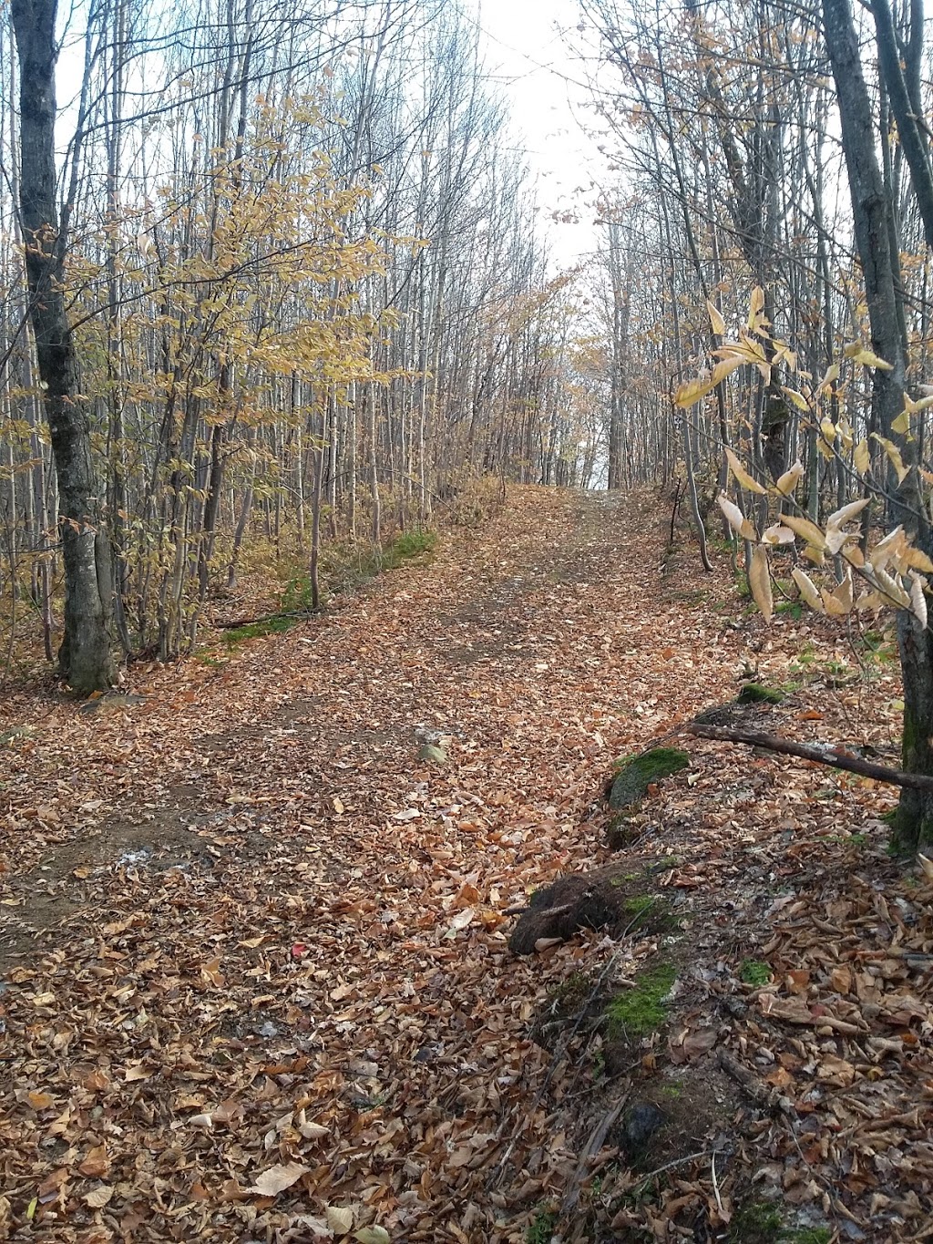 Plein air St-Adolphe | 1672 Chemin du Village, Saint-Adolphe-dHoward, QC J0T 2B0, Canada | Phone: (819) 327-3519