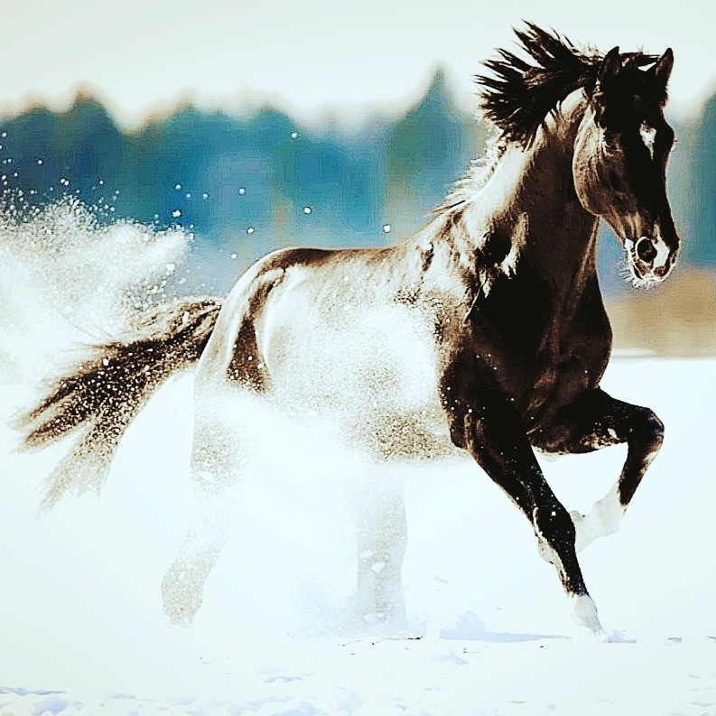 Riverlands Equestrian | Pemberton Meadows Rd, Pemberton, BC V0N 2L2, Canada | Phone: (604) 894-1500