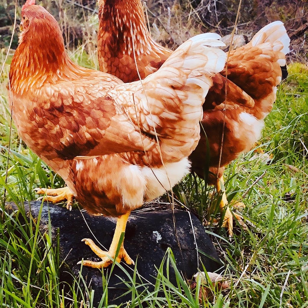 Spring Pasture Farm | 2344 Spring Brook Rd, Springbrook, ON K0K 3C0, Canada | Phone: (416) 728-3222