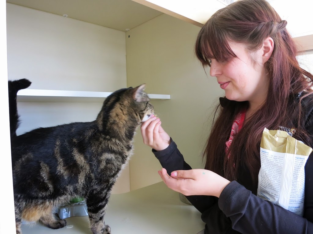 Foothills Animal Hospital | 34 Southridge Dr #6, Okotoks, AB T1S 2G5, Canada | Phone: (403) 938-3791
