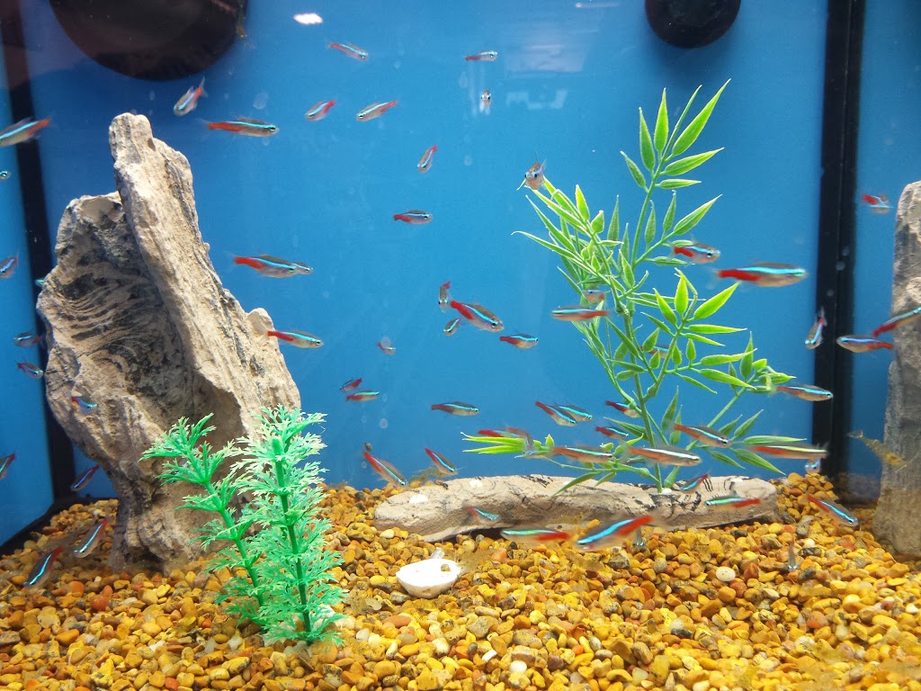 PetSmart | 655 Fairway Rd S, Kitchener, ON N2C 1X4, Canada | Phone: (519) 748-1889