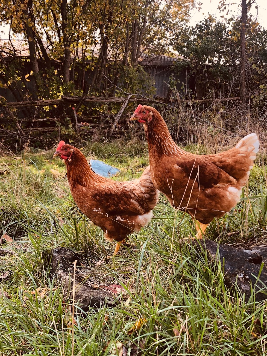 Spring Pasture Farm | 2344 Spring Brook Rd, Springbrook, ON K0K 3C0, Canada | Phone: (416) 728-3222