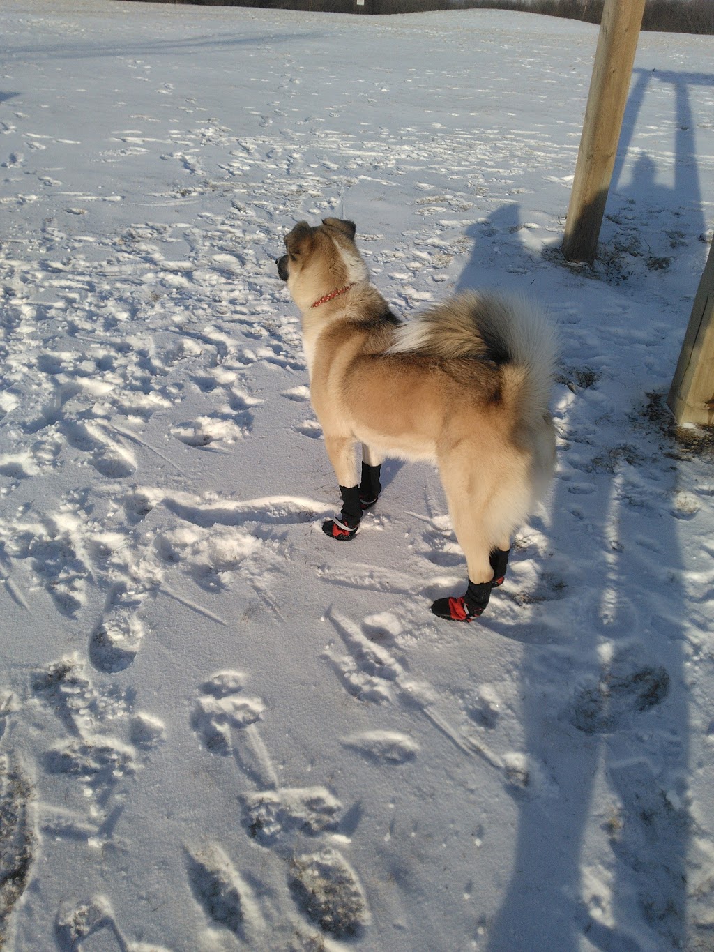 Umbach Off-leash Dog Park | 969 Boulder Blvd, Stony Plain, AB T7Z 2Y2, Canada