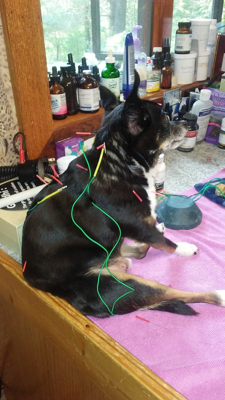 Holistic Center For Veterinary Care | 9002 Sunset Dr, Colden, NY 14033, USA | Phone: (716) 941-9477