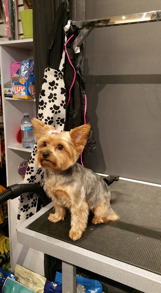 K9 Spaw | 384 Yonge St, Unit 13 Aura Concourse Market - Concourse Level, Toronto, ON M5B 1S8, Canada | Phone: (647) 961-7729