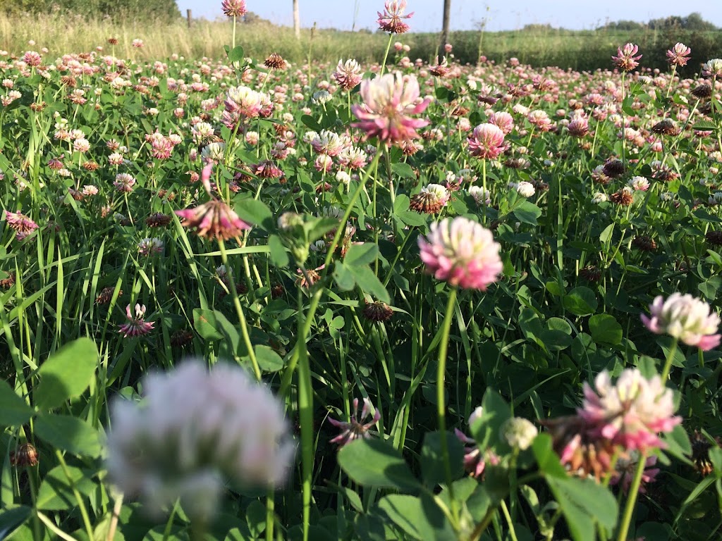 Oldman Creek Apiary | 53235 Range Rd 212, Ardrossan, AB T8G 2B5, Canada | Phone: (780) 717-5058