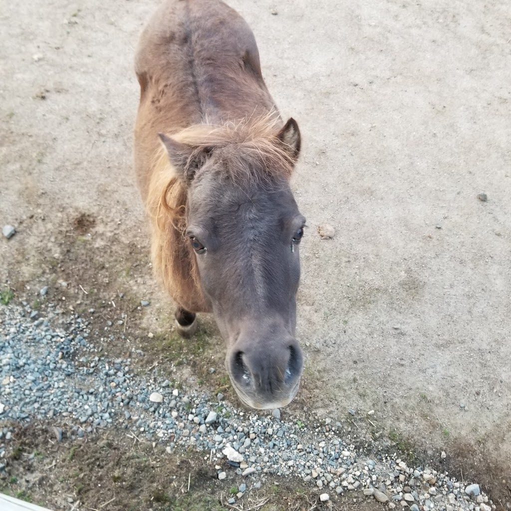 Integritys Haven Equine (Animal) Rescue Centre | 275 NS-12, Chester Basin, NS B0J 1K0, Canada | Phone: (902) 471-6121