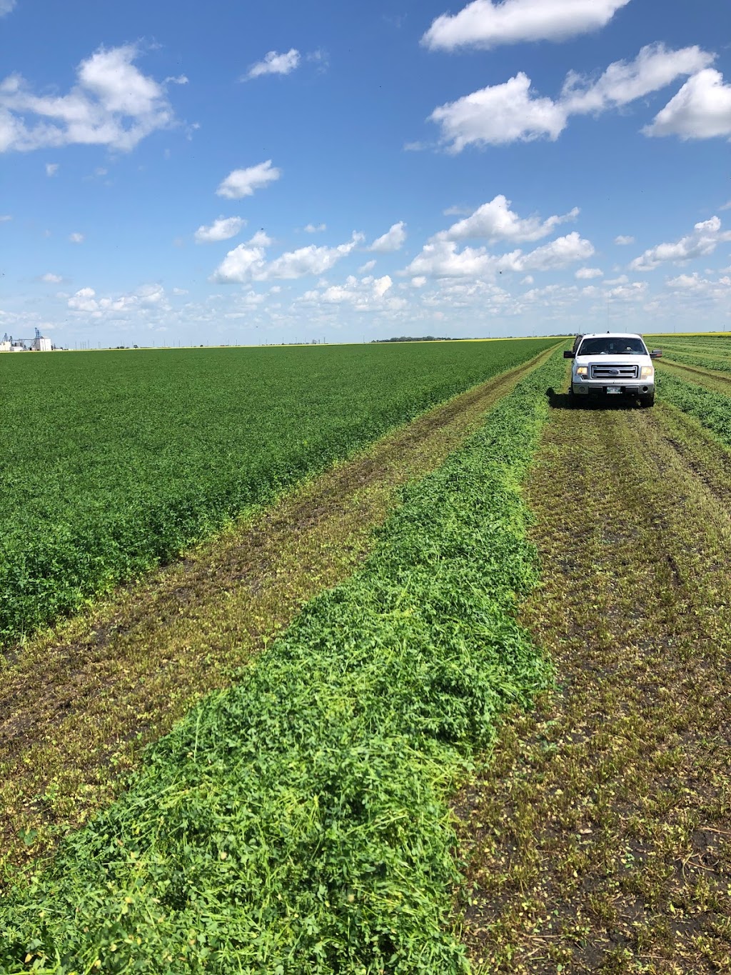 Avodah Farms | 12077 Rd 26 W, Thornhill, MB R6T 0B9, Canada | Phone: (204) 362-8675