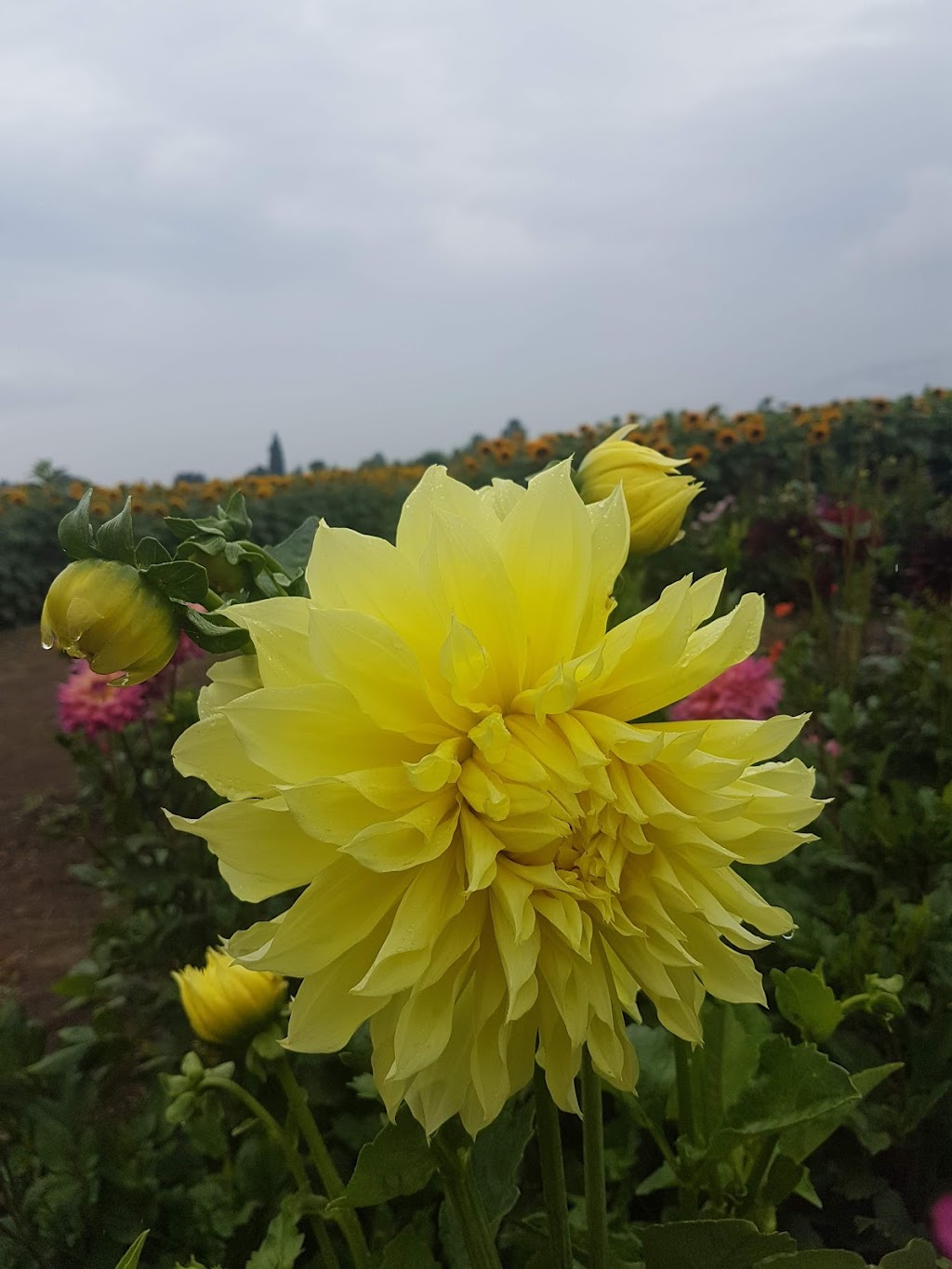 Yarrow Ecovillage | 42312 Yarrow Central Rd, Chilliwack, BC V2R 5E2, Canada | Phone: (604) 823-0232