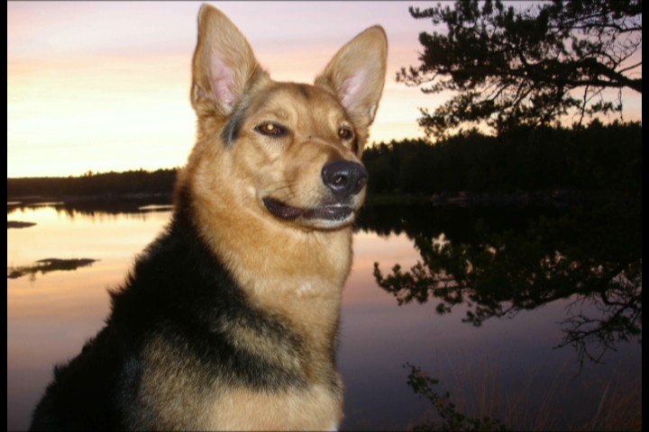 Chedoke Animal Hospital | 1288 Mohawk Rd, Ancaster, ON L9G 3K9, Canada | Phone: (905) 648-4747