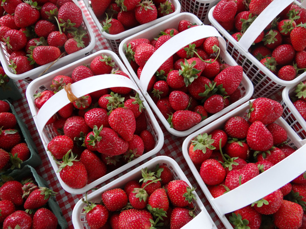 McGregors Produce - Shawville Market Stand | Clarendon, QC J0X 2Y0, Canada | Phone: (613) 432-9726