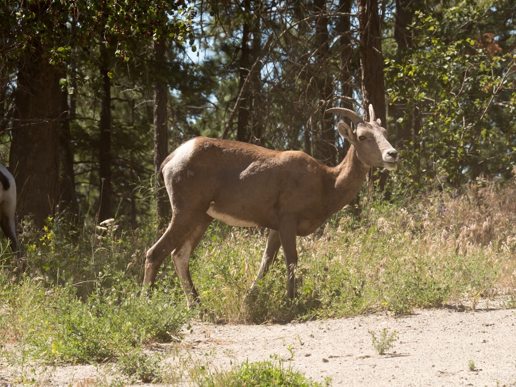 Bear Creek Provincial Park | Westside Rd, Kelowna, BC V0E 1S0, Canada | Phone: (519) 826-6850