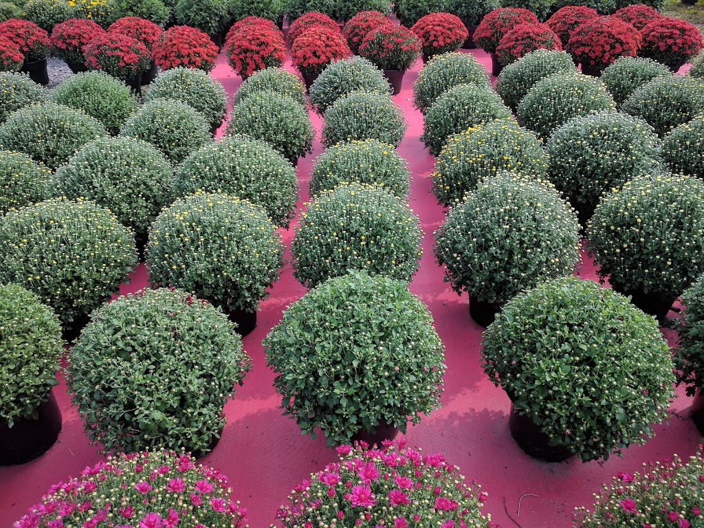 Johns Flower Shop & Garden Centre | 13 Finn Rd, McKerrow, ON P0P 1M0, Canada | Phone: (705) 869-2649