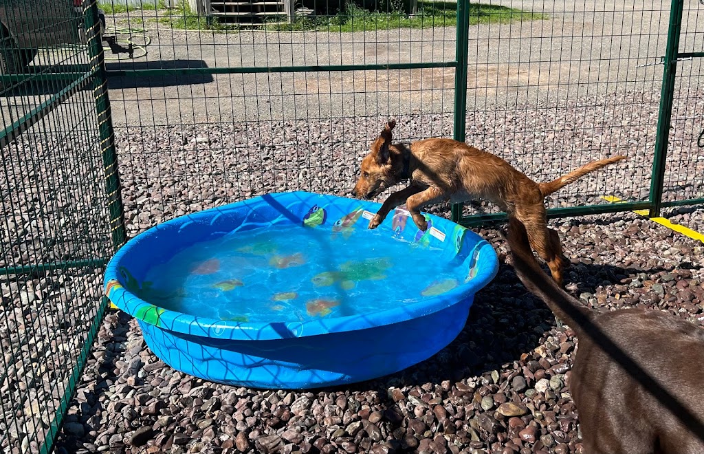 Knoctons Doggie Daycare and Boarding | 206 Dagger Woods Rd, Antigonish, NS B0H 1R0, Canada | Phone: (902) 870-7329