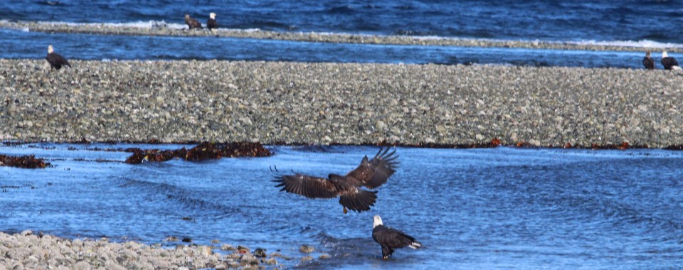 Qualicum First Nation Campground | 5861 Island Hwy W, Qualicum Beach, BC V9K 1Z5, Canada | Phone: (250) 757-9322