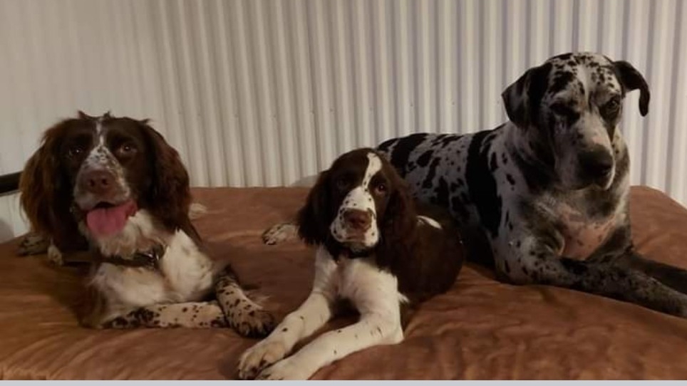 Élevage FamilySpringer | 2325 9e Rang, Manseau, QC G0X 1V0, Canada | Phone: (819) 350-2933