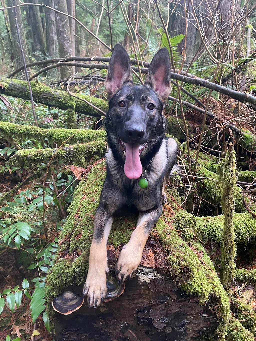 Dog Trainers on Demand | 10083 243 St, Maple Ridge, BC V2W 1X3, Canada | Phone: (604) 256-7865