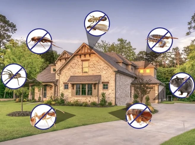 Eastside Pest Control Burnaby | 8288 12th Ave, Burnaby, BC V3N 2L4, Canada | Phone: (604) 916-1437