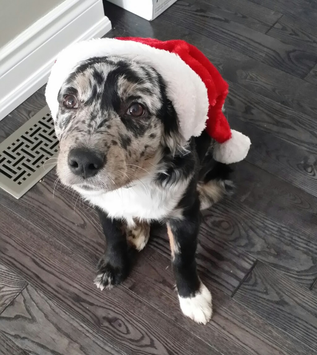 Social Puppy Pet Services | 2399 Monck Rd, Ramara, ON L3V 0P6, Canada | Phone: (705) 238-9109