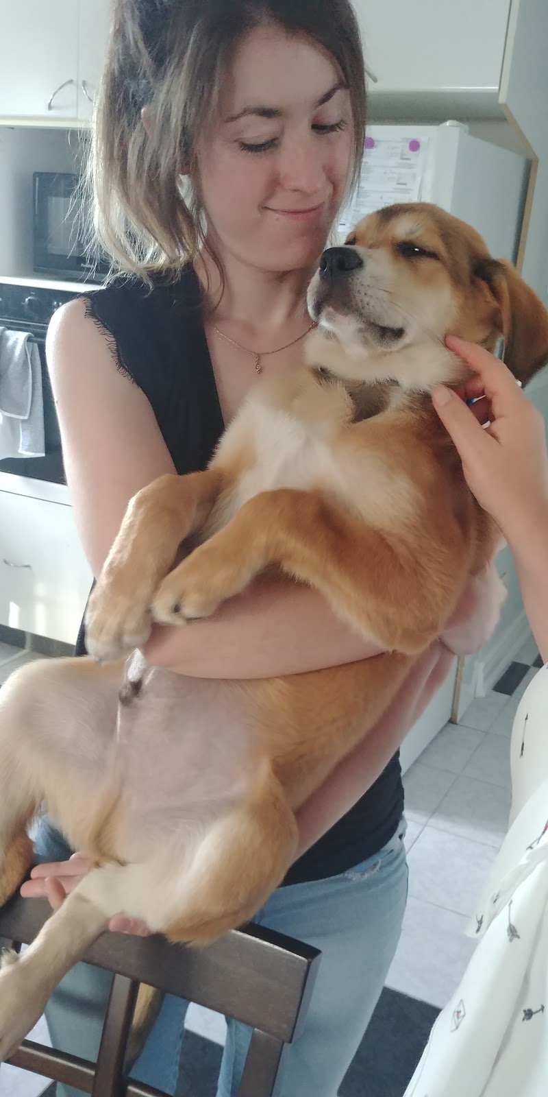 Inspecteur Canin | 678 Rue de la Visitation, Saint-Charles-Borromée, QC J6E 7S3, Canada | Phone: (450) 756-4791
