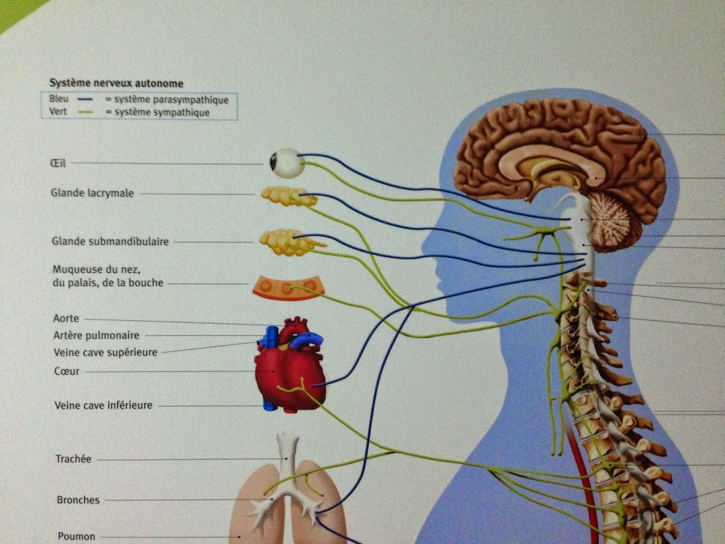 Centre Chiropratique St-Lazare | 1537 Chemin Ste Angélique, Saint-Lazare, QC J7T 1Y6, Canada | Phone: (514) 594-0208