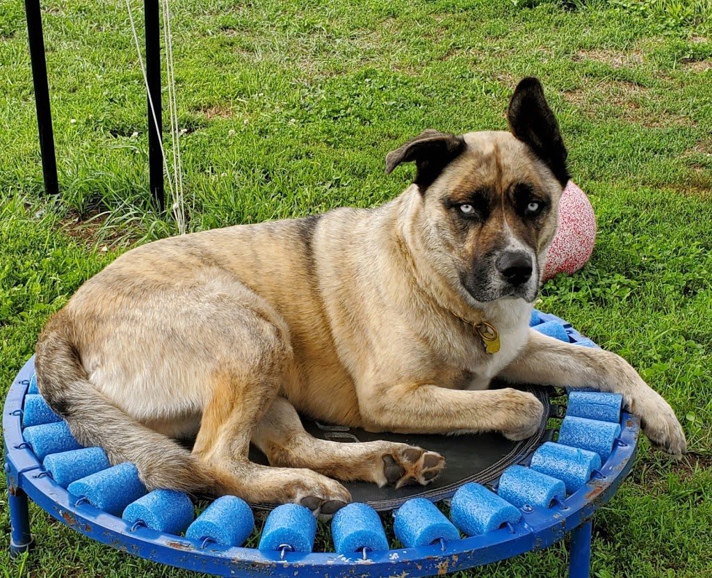 Social Puppy Pet Services | 2399 Monck Rd, Ramara, ON L3V 0P6, Canada | Phone: (705) 238-9109