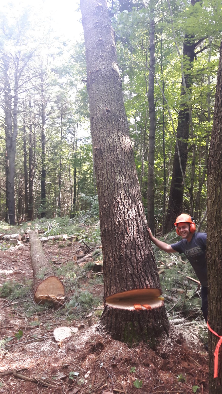 Élagage JM Abattage darbres - Laurentides | 2 Chem. des Tourterelles, Saint-Sauveur, QC J0R 1R1, Canada | Phone: (514) 833-1490