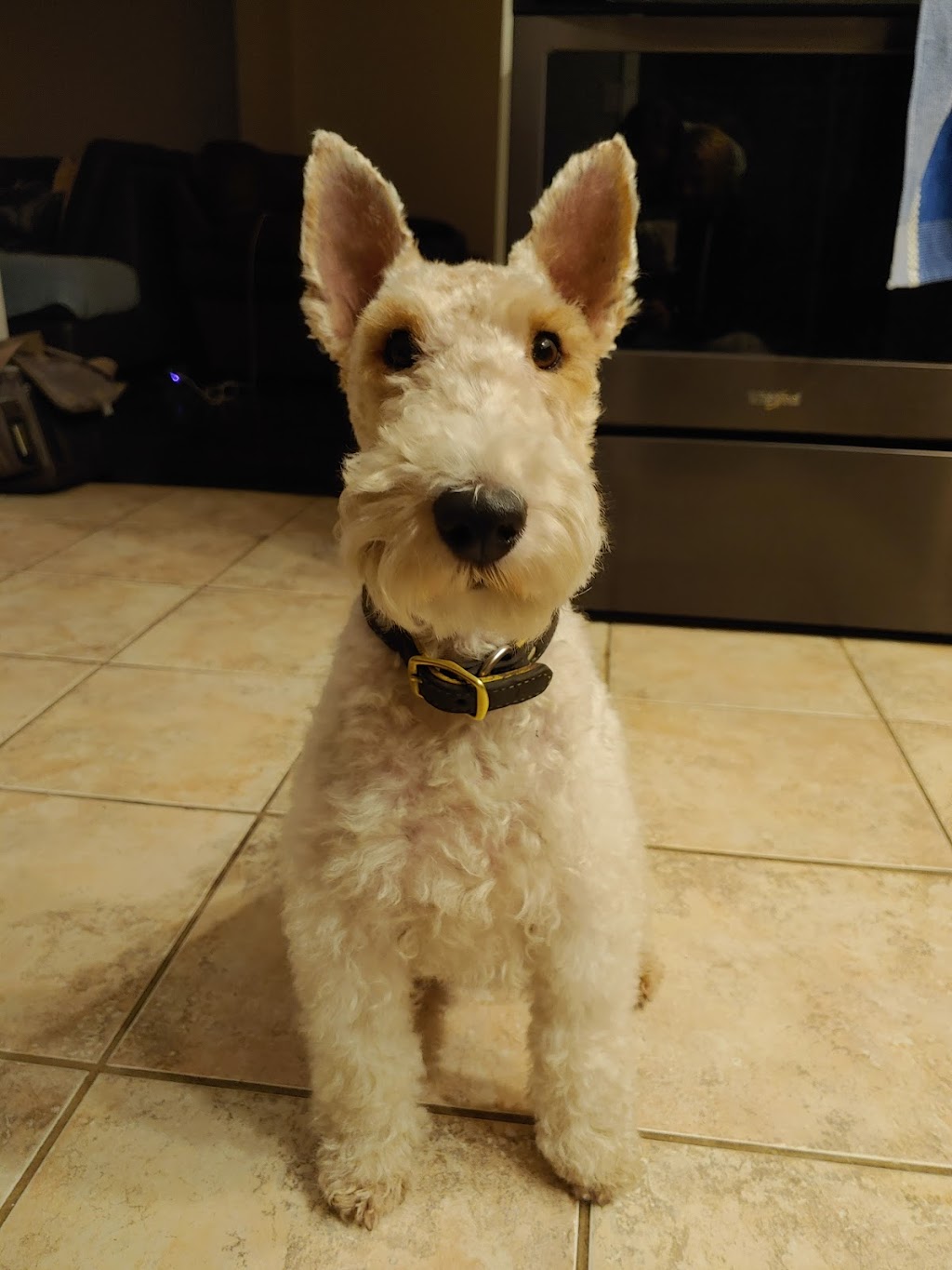 Barrie Poodle Salon | 264 St Vincent St, Barrie, ON L4M 3Z8, Canada | Phone: (705) 726-4744