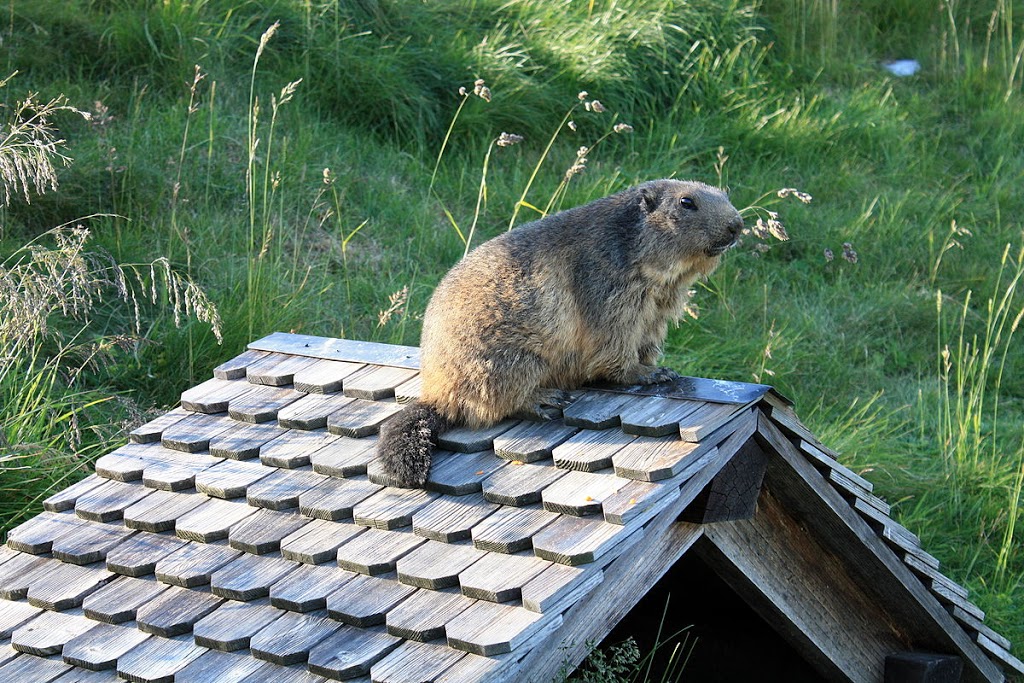 Le Gîte De La Marmotte | 2210 Rue des Artisans, Saint-Jérôme, QC J7Y 0L9, Canada | Phone: (450) 304-2991