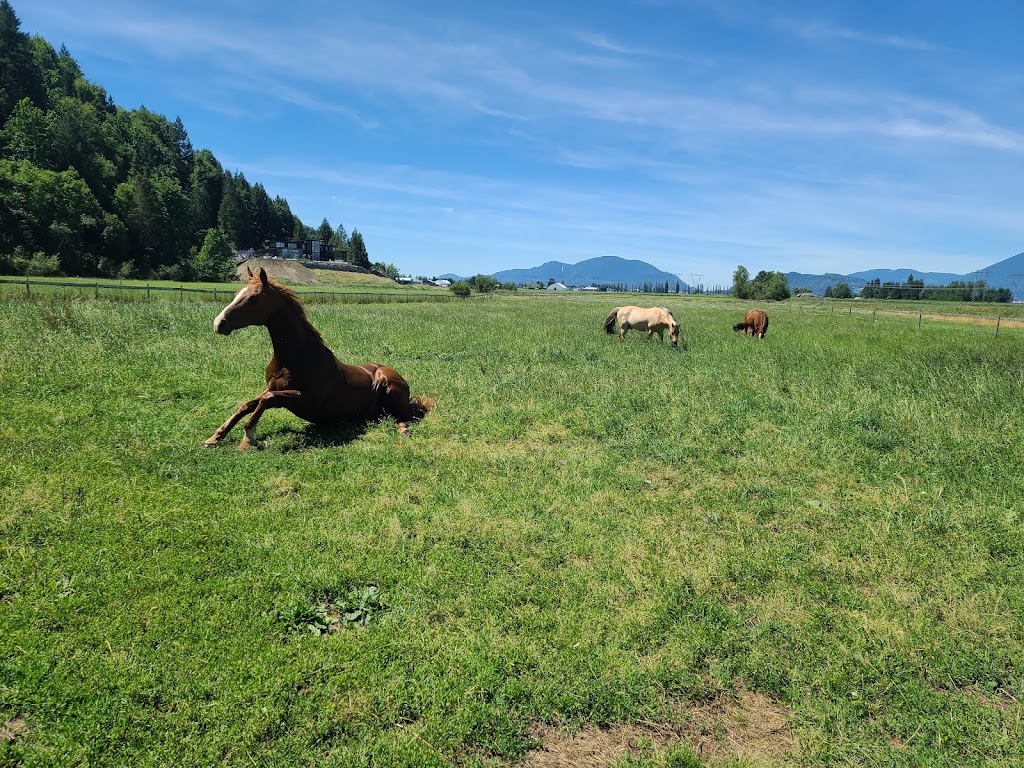 Hillside Stables Inc | 7465 Upper Prairie Rd, Chilliwack, BC V4Z 1J4, Canada | Phone: (604) 795-1504