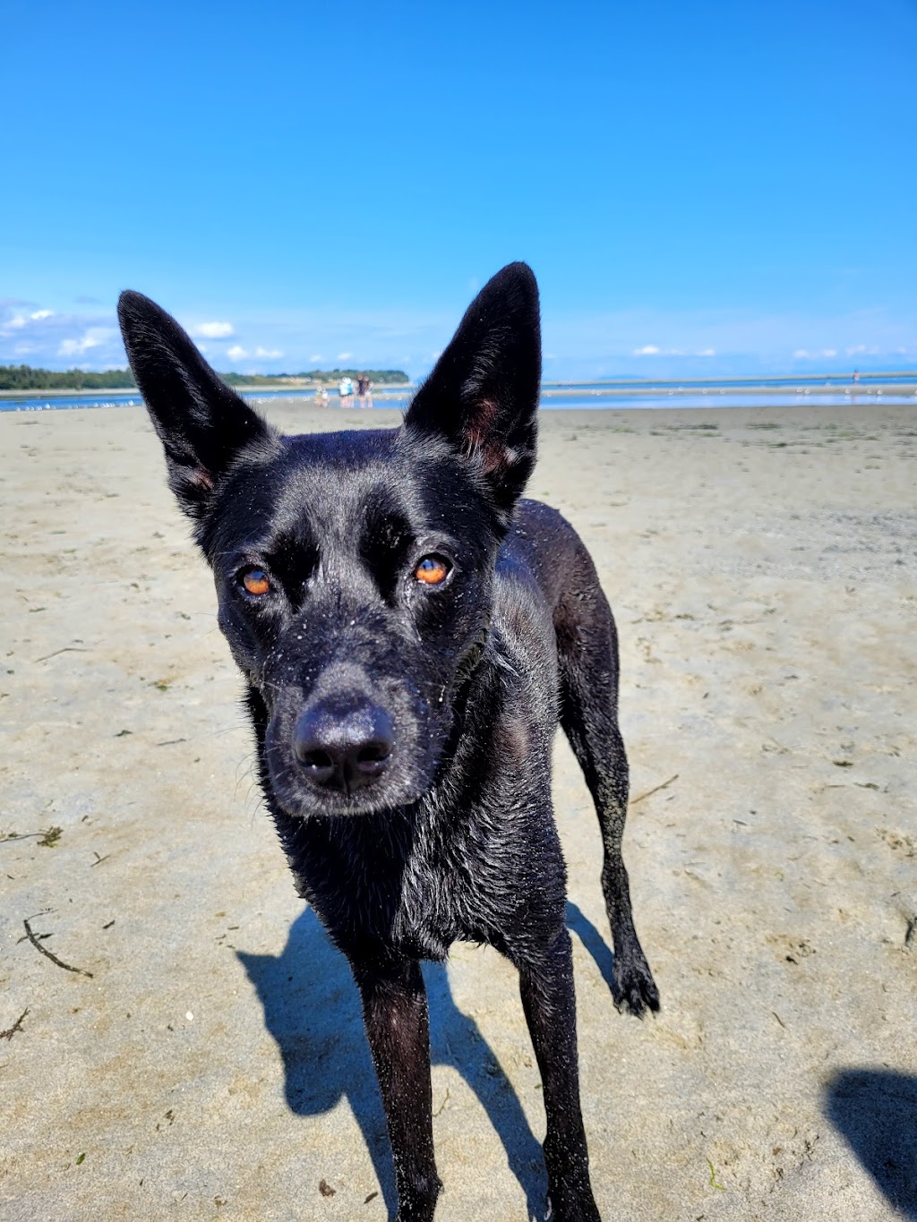 Kye Bay Guest Lodge & Cottages | 590 Windslow Rd, Comox, BC V9M 3T8, Canada | Phone: (604) 858-5456