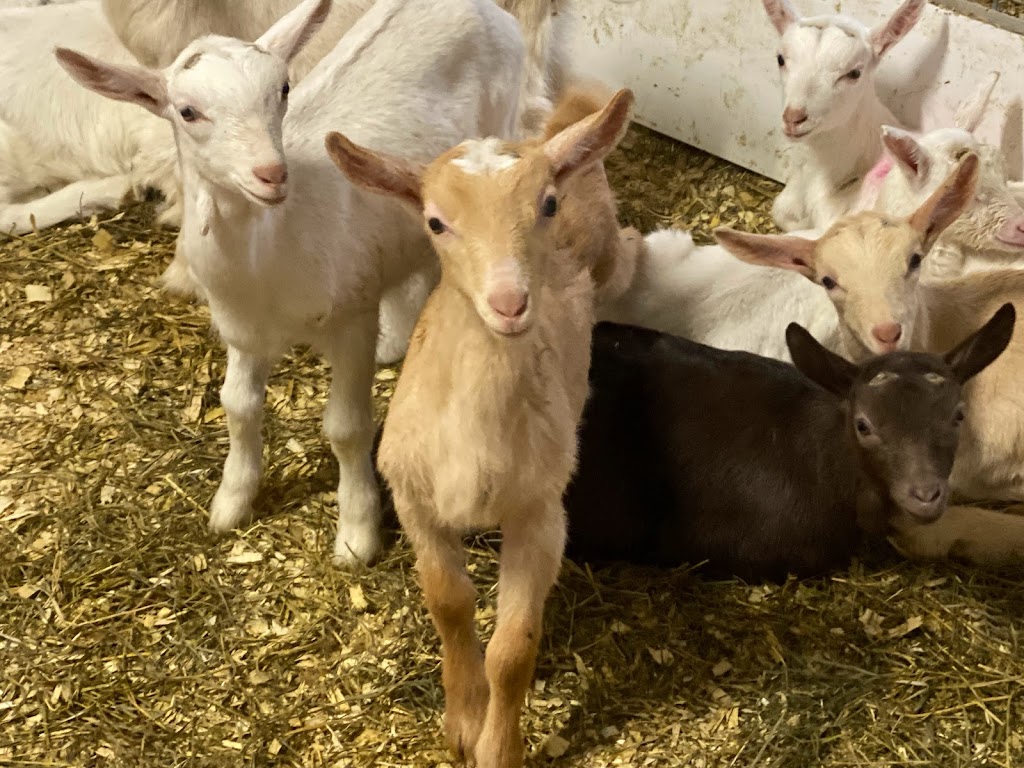 Donkers Family Farm | 9340 Mill Rd, Shedden, ON N0L 2E0, Canada | Phone: (519) 280-3276