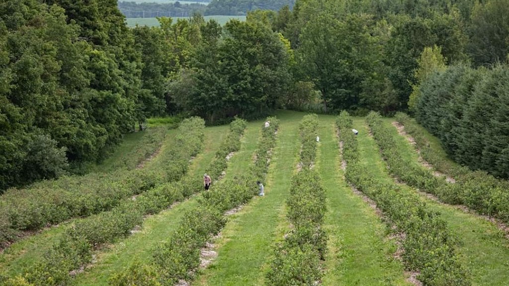 Bleuetière du Domaine Pépin | 33 6e Rang, Saint-Norbert-dArthabaska, QC G0P 1B0, Canada | Phone: (819) 740-0836