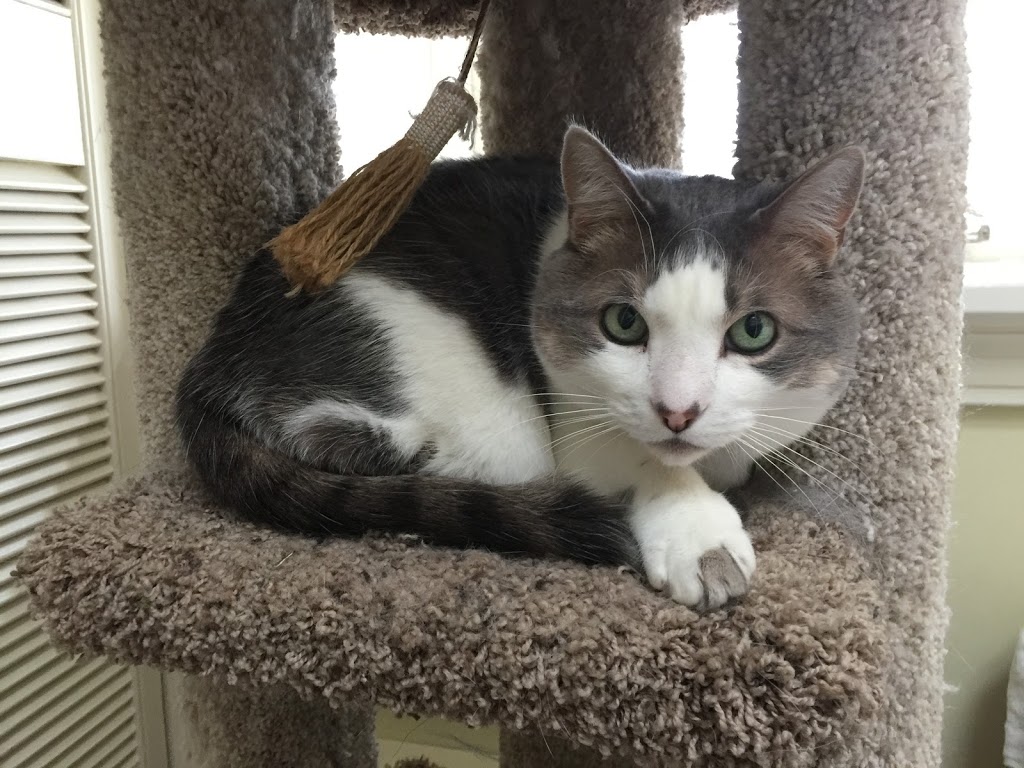 wilmot pet services | 12 Village Green Way, Baden, ON N3A 2V7, Canada | Phone: (519) 589-8595
