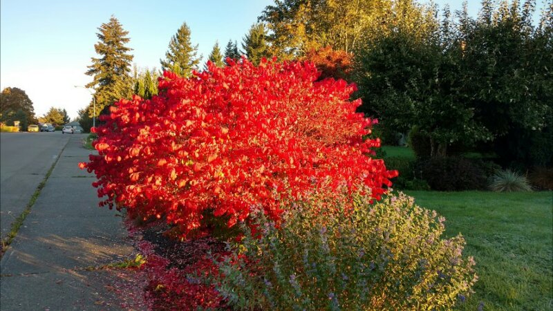Malahat Landscaping | 1328 Malahat Dr, Courtenay, BC V9N 8B2, Canada | Phone: (250) 334-3579
