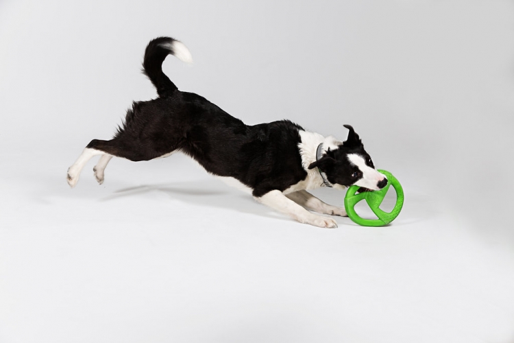 Bow Wow & Woofs | 8115 Birch Bay Square St, Blaine, WA 98230, USA | Phone: (360) 332-3647