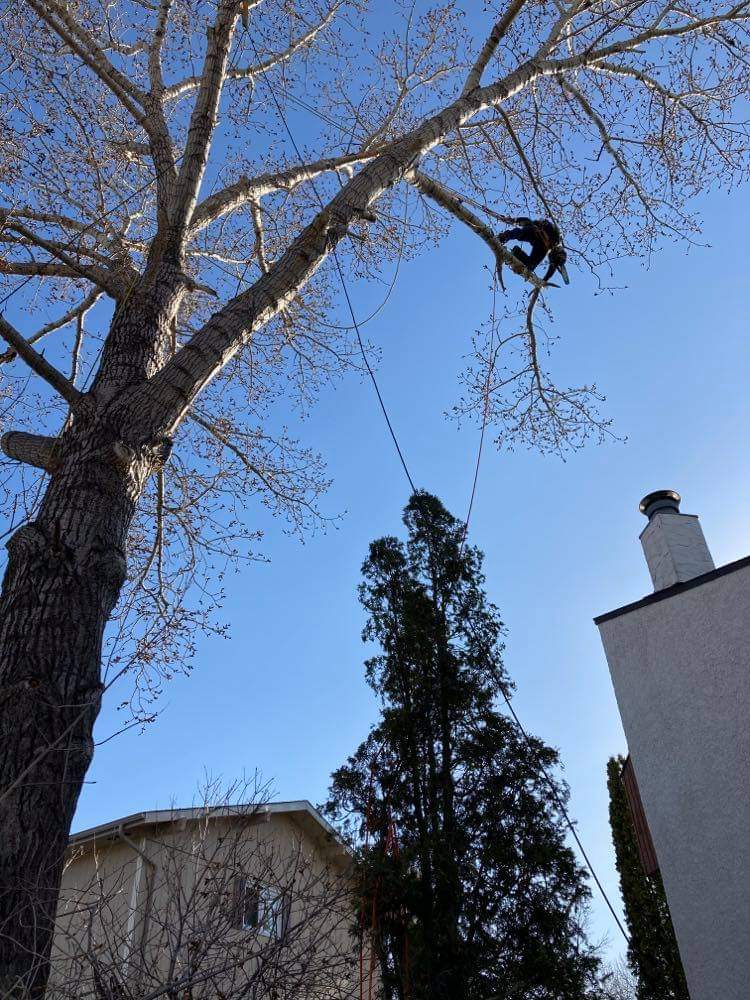 Horizon Tree Service | 1727 Loudoun Rd, Winnipeg, MB R3S 1A3, Canada | Phone: (204) 999-1706