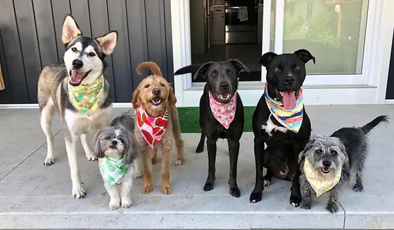 Alicia & Henrys Pet Care | 239 James St S, St. Marys, ON N4X 1B4, Canada | Phone: (519) 949-3896