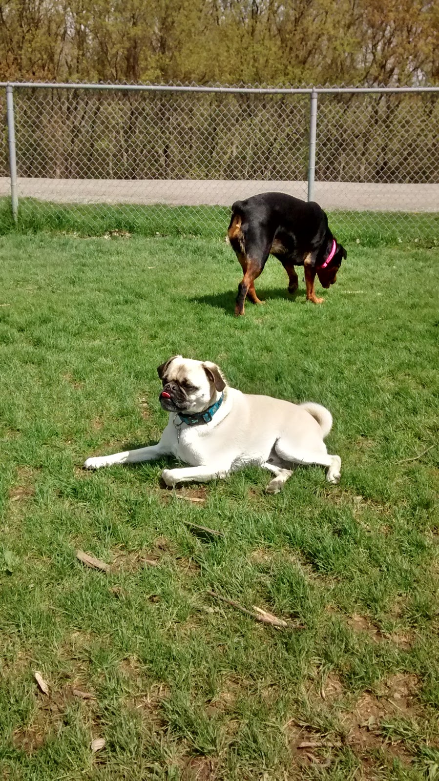 Dogford Park | 189 Gilkison St, Brantford, ON N3T 1C6, Canada | Phone: (519) 756-1500